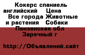 Кокерс спаниель английский  › Цена ­ 4 500 - Все города Животные и растения » Собаки   . Пензенская обл.,Заречный г.